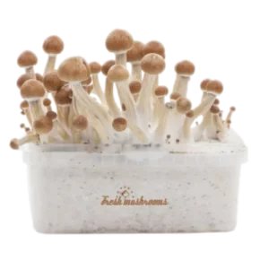 Amazon XP Growkit kaufen | Zauberpilze selbst züchten mit FreshMushrooms