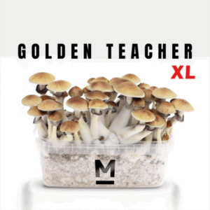 Golden Teacher XL Growkit kaufen | Mondo® Magic Mushroom Zuchtset
